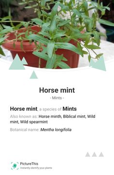 a small horse mint plant sitting on top of a table