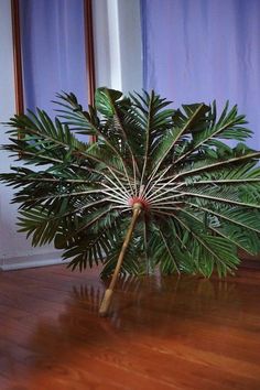 a potted plant sitting on top of a wooden floor