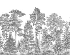 a pencil drawing of trees in the woods