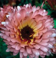 a large pink flower with yellow center surrounded by green leaves and flowers in the background