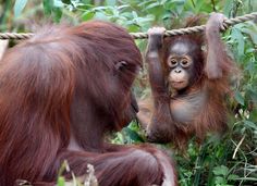 two baby oranguels hanging from ropes in the jungle, one holding on to its mother