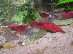 some red and green fish in an aquarium