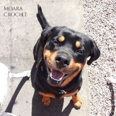 a black and brown dog sitting on top of a sidewalk