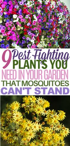 Insect Repellent Plants, Plants That Repel Bugs, Mosquito Plants, Get Rid Of Flies, Mosquito Repelling Plants, Garden Shrubs, Food Garden, Garden Pests