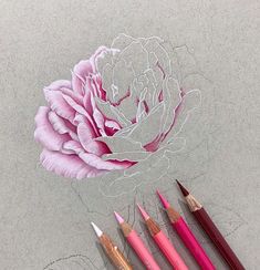 some pencils are laying next to a drawing of a pink flower with leaves and petals