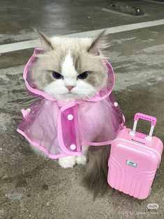 a cat in a pink raincoat and suitcase on the ground with it's eyes open