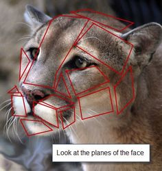 an image of a mountain lion's face with red lines in the shape of cubes