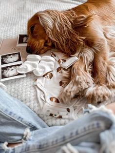 a brown dog laying on top of a bed next to a pair of white shoes