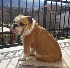 a brown and white dog sitting on top of a wooden floor next to a fence