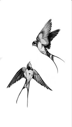 two birds flying side by side in the air