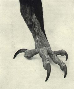 an animal's claws and claws are shown in this black and white photo,