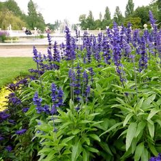 purple flowers are blooming in the garden