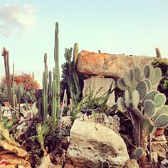 many cactus plants and rocks in the desert