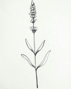 a drawing of a flower on a white background