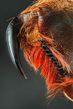 an orange and black insect with long horns