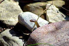 a snake is on the ground near some rocks