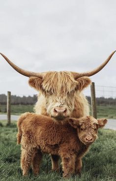 two brown cows standing next to each other on a lush green field