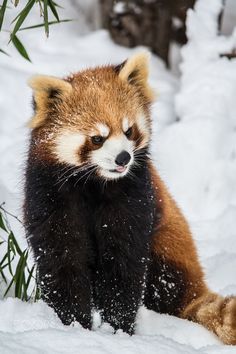 a raccoon standing in the snow looking at something