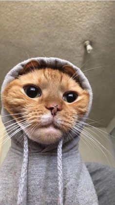 an orange and white cat wearing a gray hoodie looking at the camera with big eyes