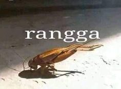 a large insect sitting on top of a sandy beach next to the words rangga