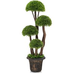 PRICES MAY VARY. Vivid & Lifelike Appearance: The cypress fake plant is composed of 4 dense and verdant Cedar balls, twisted PE rattans to create a vivid appearance. What’s more, the mottled texture of the trunk and the simulated moss inside the pot make this four-ball cypress tree even more realistic. Durable & Solid Construction: Made of high quality PE, the leaves of the artificial topiary tree is fade-resistant, odorless and durable. And the strong trunks and PE rattans is solid and crack-re Cedar Topiary, Cypress Plant, Boxwood Tree, Vintage Flower Pots, Tree In Pot, Tree Indoor, Topiary Tree, Artificial Topiary, Cedar Tree