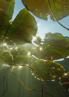 the sun shines through some leaves in the water