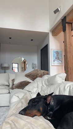 a black and brown dog laying on top of a white bed covered in pillows next to a mirror