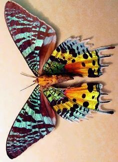 two colorful butterflies sitting on top of each other