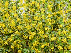 the yellow flowers are blooming on the tree