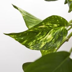 a green leafy plant with white background