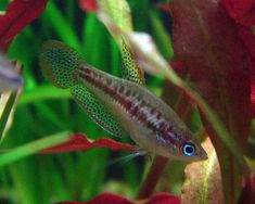 a fish that is swimming in some water next to plants and grass with blue eyes