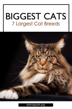 a cat laying down with the caption biggest cats 7 largest cat breeds