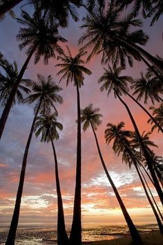 palm trees are silhouetted against the setting sun on a beach in costa rica, costa rica