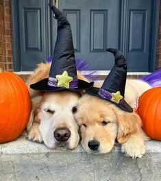 two dogs wearing witches hats laying next to pumpkins