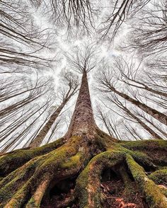 looking up at the top of a tall tree with moss growing on it's roots