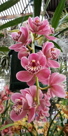 pink orchids are blooming in a greenhouse