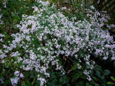 some white flowers are growing in the grass