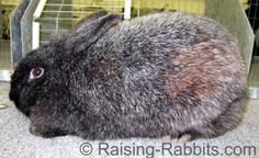 a rabbit sitting in front of a cage