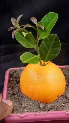 a person holding an orange plant in a pink pot with dirt on the bottom and green leaves growing out of it