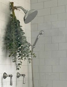 a shower head with plants growing out of it