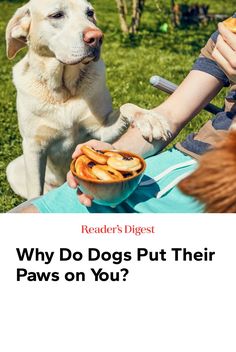 You talk with your hands, so why shouldn't your dog? Find out the answer to "Why do dogs put their paw on you?" from the experts. Toxic Foods For Dogs, Toxic To Dogs, Train Dogs, Dog Jumping, Dog Training Treats, Stomach Issues, Dog Training Videos, Dog Training Techniques, Vet Clinics