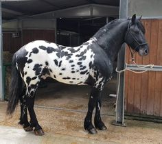 a black and white horse standing in front of a stable