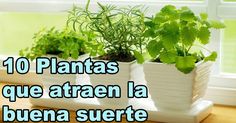 some plants are sitting on a window sill in front of a window with the words 10 plantas que atas que atrean la buen suerte