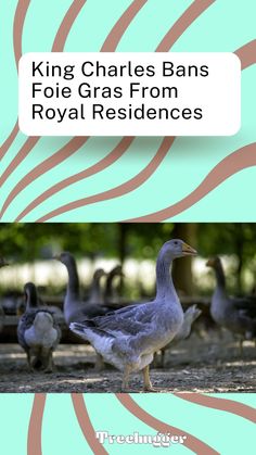 a group of ducks standing next to each other on top of a sandy ground with text reading king charles's bans foi gras from royal residences