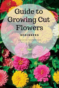 colorful flowers with the title guide to growing cut flowers beginner's, written in white