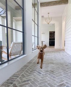 a brown dog running down a hallway next to a window with a light fixture on it's side