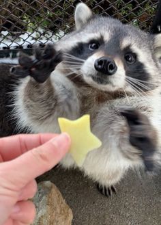 a raccoon reaching for a star shaped treat in front of someone's hand