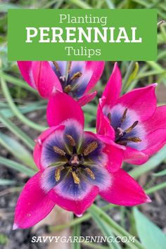 three pink flowers with the words planting perennial tulips