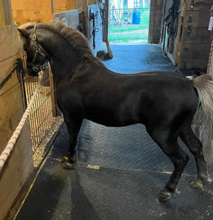 a black horse standing inside of a stable