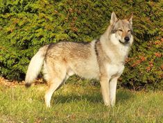 a wolf standing in front of some bushes